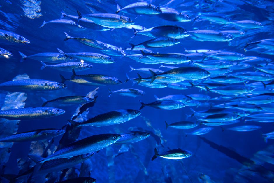 150 Aquarium Captions For Instagram And Cool Quotes