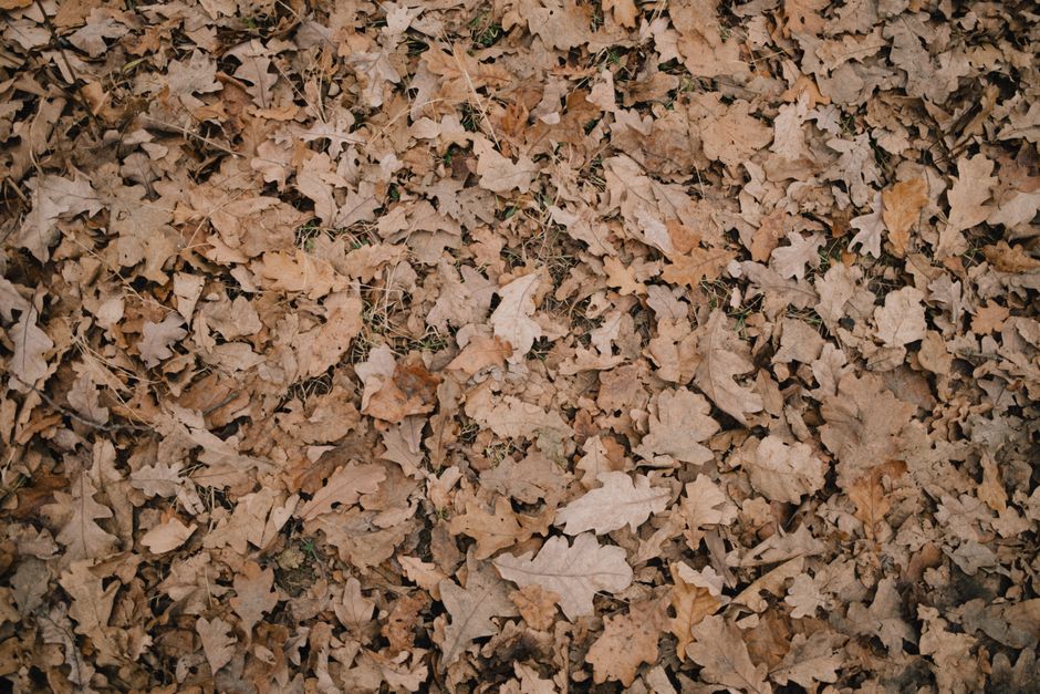 142 Autumn Captions And Quotes For Instagram Cute, Cool