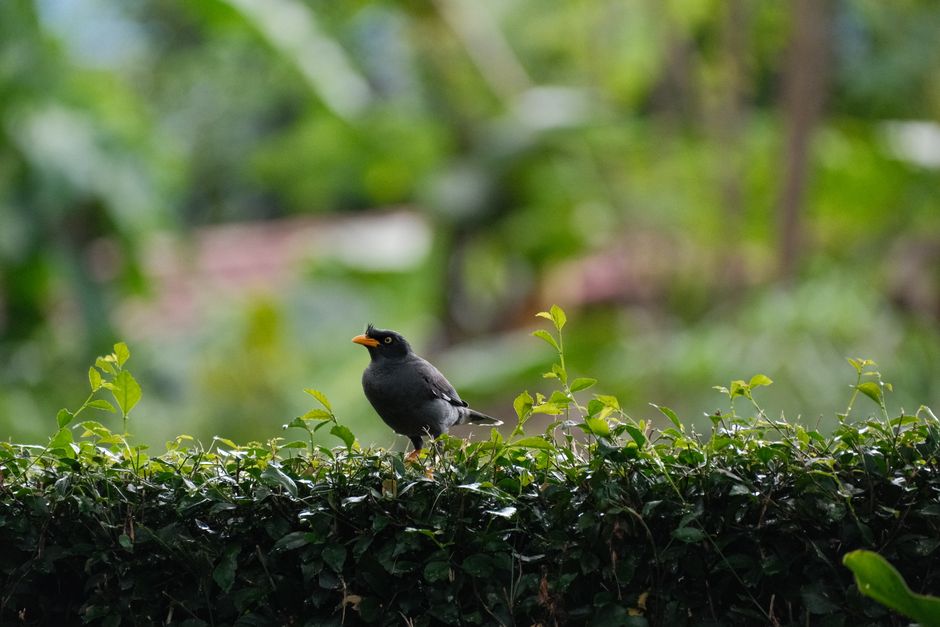 230+ Bird Captions For Instagram and Bird Quotes