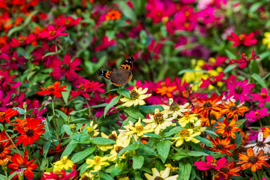 180 Butterfly Captions And Quotes For Instagram Cute, Attractive