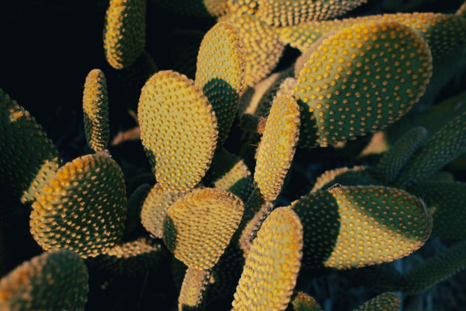 196 Cactus Captions For Instagram And Quotes