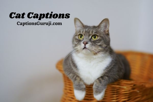 Cat Captions