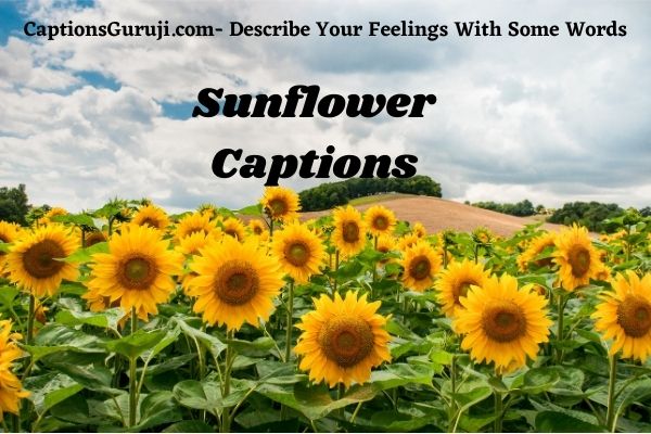 Sunflower Captions