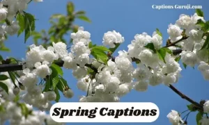 Spring Captions