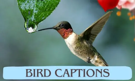 Bird Captions