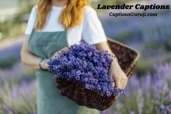 Lavender Captions