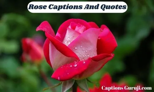 Rose Captions And Quotes