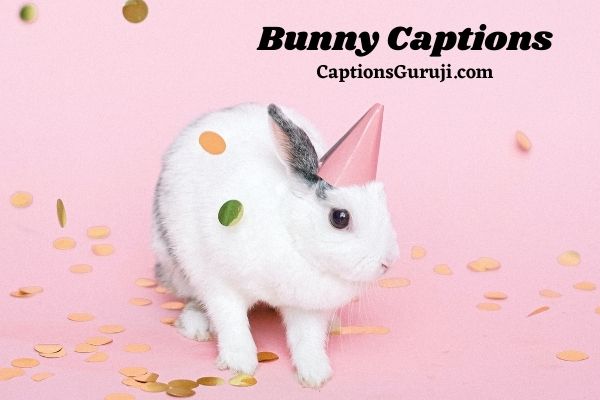 Bunny Captions