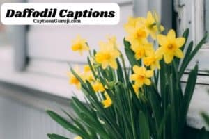 Daffodil Captions