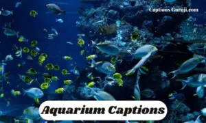 Aquarium Captions